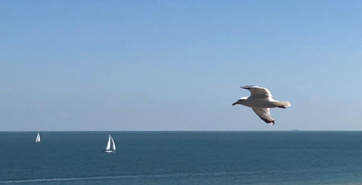A flock of