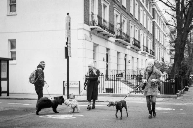 Three people walking their dogs